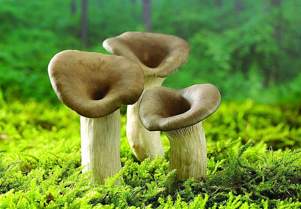 走進(jìn)G家食用菌標(biāo)準(zhǔn)菌株庫(kù)-了解3個(gè)液氮罐